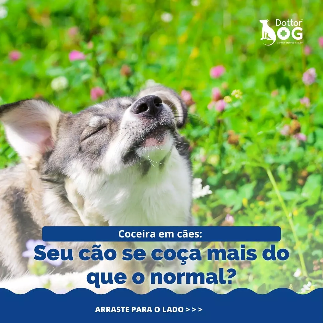 O QUE FAZER SE MEU PET ESTÁ SE COÇANDO MAIS DO QUE O NORMAL?